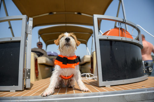Jack Russel Terrier is sitting on the yacht wearing a life vest