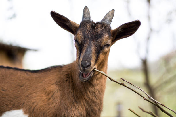 istock Funny baby goat. 1429448630