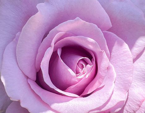 Pink Rose close up background