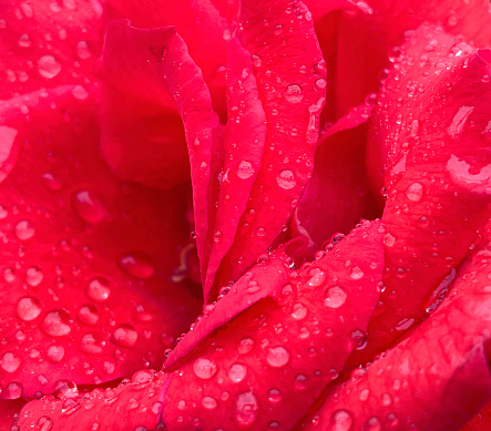Red Rose close up with water drops