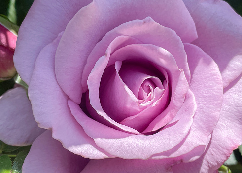 Pink Rose close up background