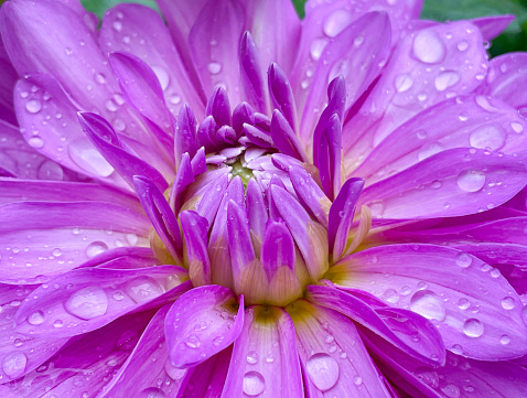 Purple Dahlia flower with water drops