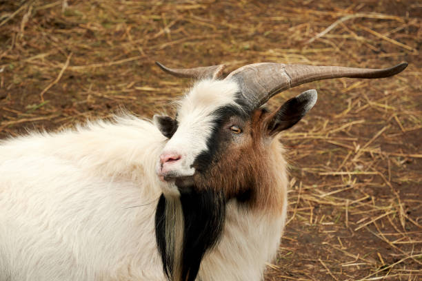 istock Funny goat gazing at camera 1429450584