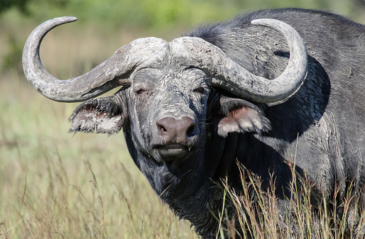 Dirty wild bull of the African buffalo looks irritably in the direction of the threat. Portrait of an adult Cape buffalo with large horns from the African savanna.