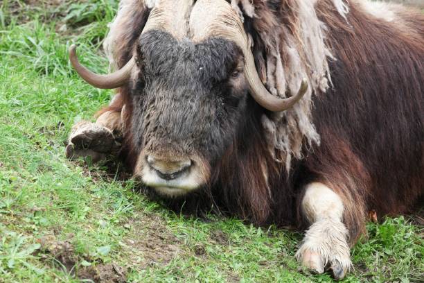 Portrait of a muskox