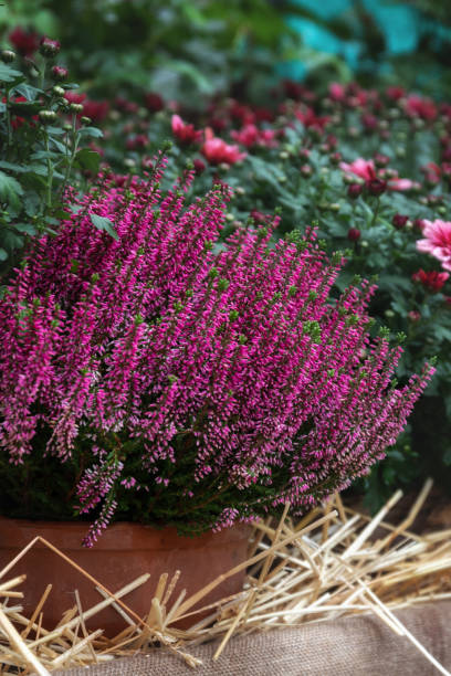 istock decorative heather calluna in clay pots 1429454795