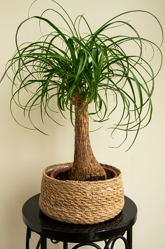 The Beaucarnea Recurvata plant, also known as Ponytail Palm, or Nolina