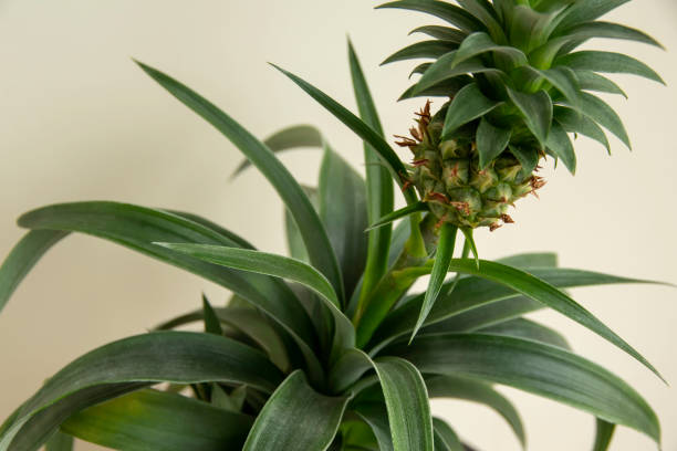 Pineapple plant (Ananas comosus) Pineapple plant (Ananas comosus) grows in the pot. Closeup ananas stock pictures, royalty-free photos & images