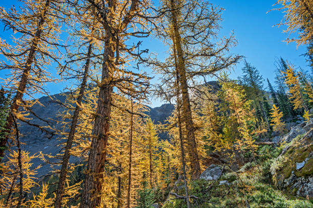 Back Lit Subalpine or Lyall Larch Trees (Larix lyallii) at Lake O'Hara