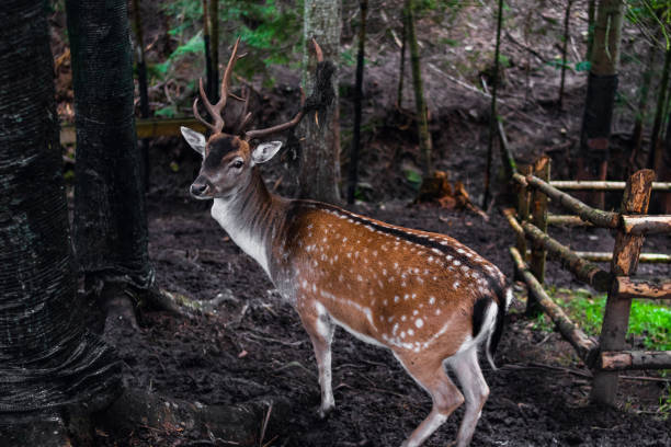 istock Deer in the forest.Beautiful deer in the green forest 1429460163