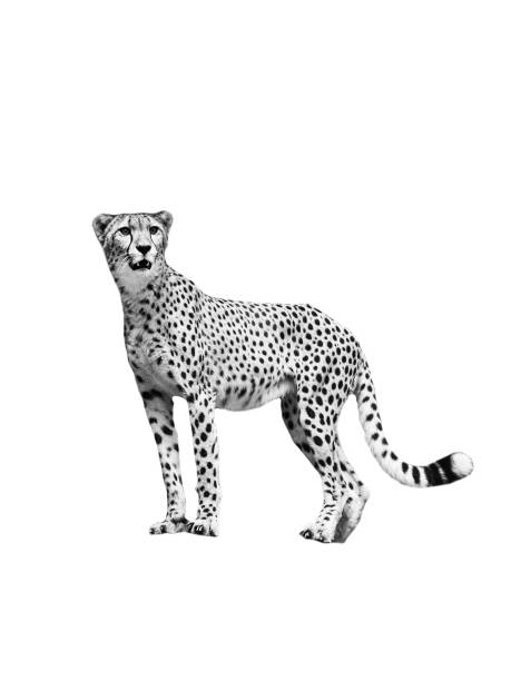 Close-up Portrait of a Cheetah relaxing under a bush