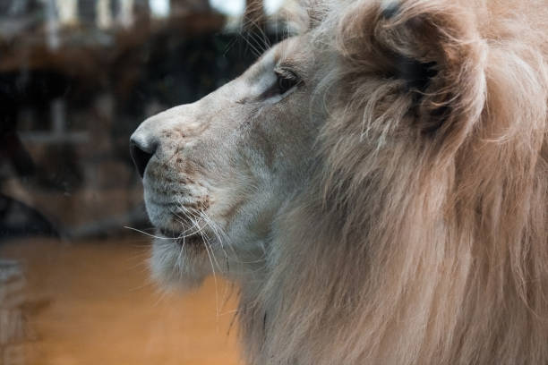 istock Muzzle of a Lion in profile. Close up of the muzzle. African animal. 1429467760