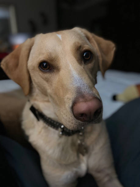 Close-up mobile photo of a tired yellow labrador.