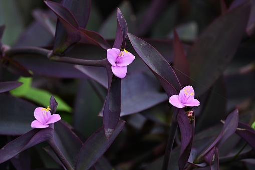 Tradescantia pallida 'Purpurea' ( Purple heart ) flowers.