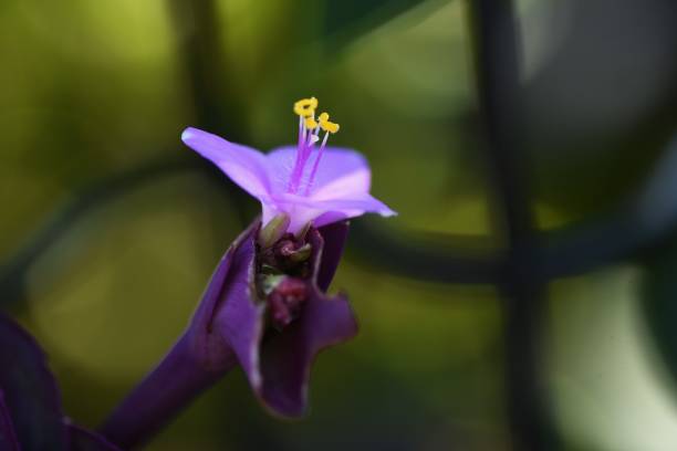 istock Tradescantia pallida 'Purpurea' ( Purple heart ) flowers. 1429469874