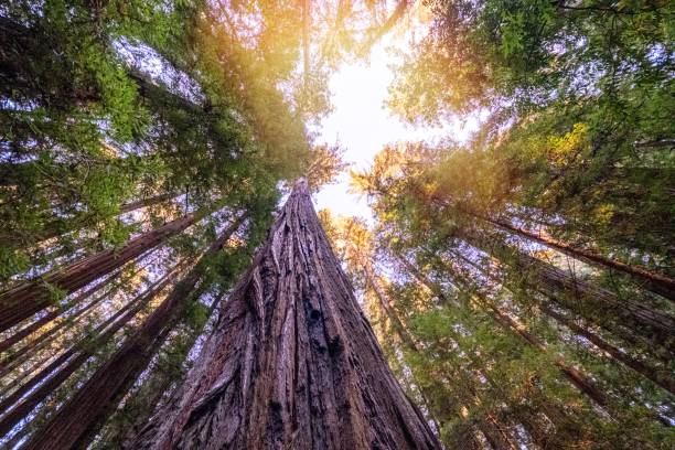 redwood forest - tree growth sequoia rainforest imagens e fotografias de stock
