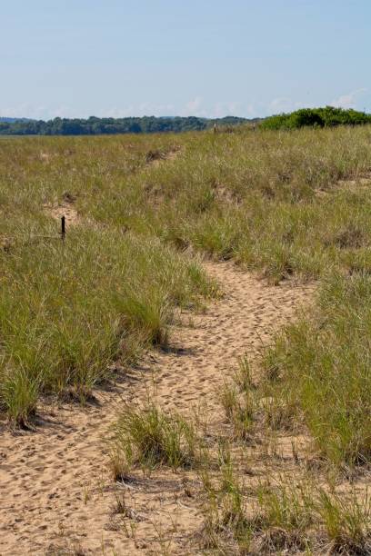 istock Sandy foot path across the beach grass covered sand dunes on Plum Island 1429469994