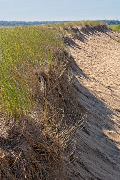 istock Beach grass holding sand dune back from eroding Atlantic Ocean beach front on Plum Island 1429470003