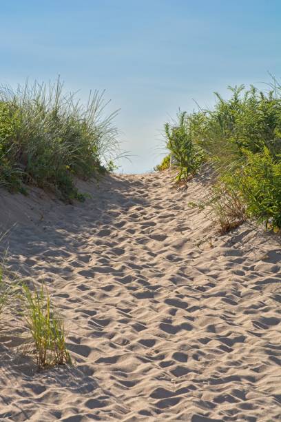 beach grass lined footpath over sand dune bluff to atlantic ocean beach on plum island - plum imagens e fotografias de stock