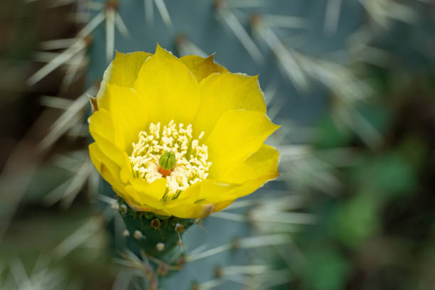 istock Yellow Opuntia Flower 1429471278