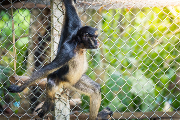 Monkey