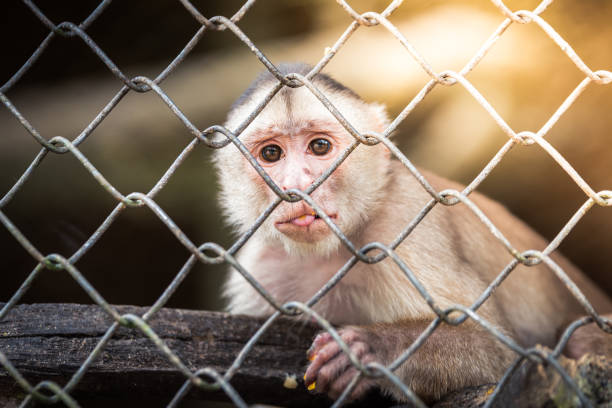 portrait of monkey at peruvian jungle