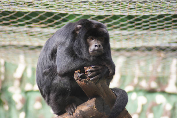 istock Photograph of a monkey with blurred background 1429471339