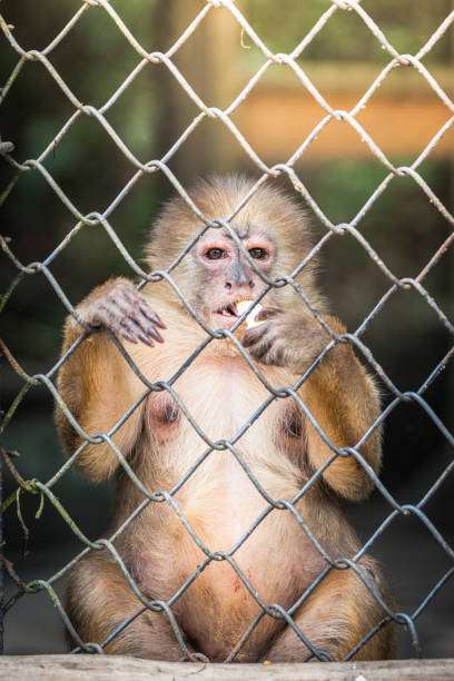 Young Stump-tailed Macaque, also called the Bear Macaque, near the tree in Thailand
