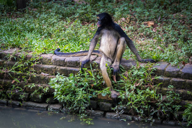 portrait of monkey at peruvian jungle