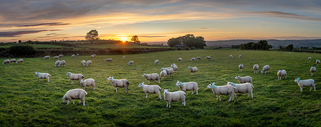 Flock of sheep standing grazing under a beautiful summer sunset, shot in panoramic with the Antrim hills in the distance, some sheep are looking at the camera, the area is located near Broughshane and Ballymena, County Antrim, Northern Ireland. It is very scenic and is popular for tourism exploring the Antrim coast.