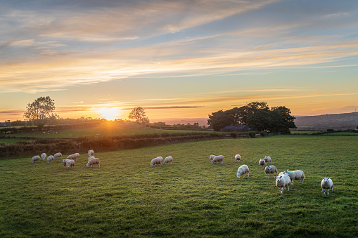 Flock of sheep standing grazing under a beautiful summer sunset, with rolling hills in the distance, some sheep are looking at the camera, the area is located near Broughshane and Ballymena, County Antrim, Northern Ireland. It is very scenic and is popular for tourism exploring the Antrim hills
