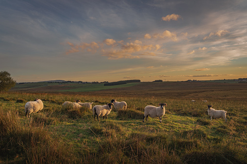 Flock of sheep standing under a beautiful summer sunset with dusk side lighting, with the Antrim hills in the distance, some sheep are looking at the camera, the area is located near Broughshane and Ballymena, County Antrim, Northern Ireland. It is very scenic and is popular for tourism exploring the County Antrim coast. The field consists of bog and marsh and grass