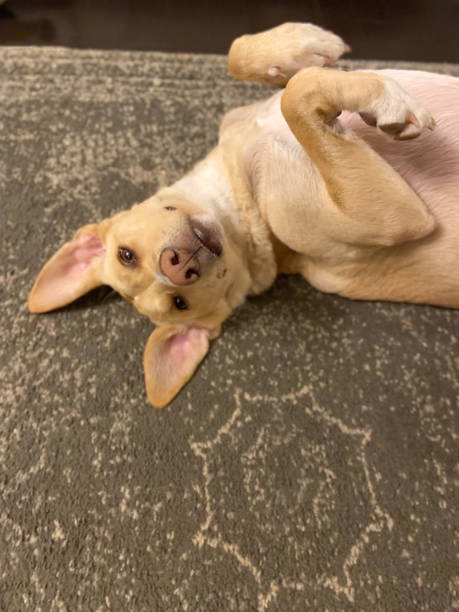 istock A silly dog lying upside down on an indoor carpet 1429480911