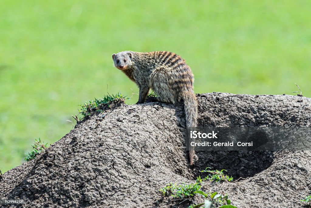 The banded mongoose (Mungos mungo) is a mongoose commonly found in the central and eastern parts of Africa. Masai Mara National Reserve, Kenya Animal Wildlife Stock Photo