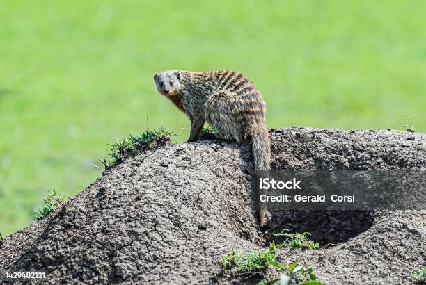 The Banded Mongoose Is A Mongoose Commonly Found In The Central And Eastern Parts Of Africa Masai Mara National Reserve Kenya Stock Photo - Download Image Now
