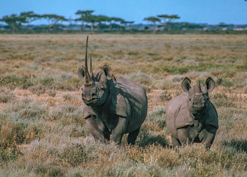 The black rhinoceros or hook-lipped rhinoceros (Diceros bicornis) is a species of rhinoceros, native to eastern and southern Africa. Masai Mara National Reserve, Kenya.