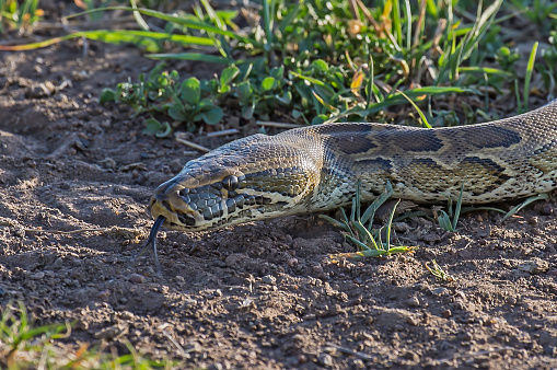 The best view of a deadly snake - going away: large mature brown snake caught between rising floodwaters and temporary levee barrier, looks for an escape along riverfront lawn. Renmark, South Australia. The deadly reptile is typical of wildlife displaced from their habitat by the rising River Murray floodwaters and finding themselves trapped or in unwanted contact with humans and domestic animals. Renmark, Dec 17, 2022.