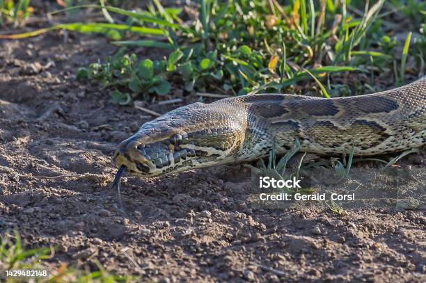 Python Sebae Commonly Known As The Central African Rock Python Is A ...