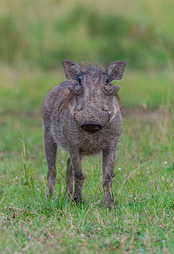 The common warthog or warthog (Phacochoerus africanus) is a wild member of the pig family (Suidae). Masai Mara National Reserve, Kenya.