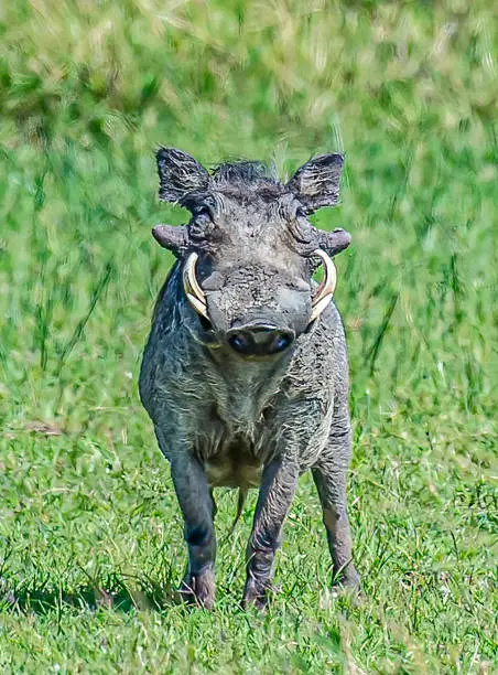 The common warthog or warthog (Phacochoerus africanus) is a wild member of the pig family (Suidae). Masai Mara National Reserve, Kenya.