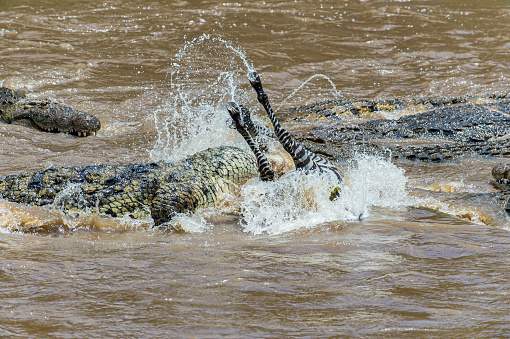 Nile crocodiles attacking a Plains zebra as it crosses the Mara River in the Masai Mara National Reserve, Kenya. Crocodylus niloticus and plains zebra, Equus quagga