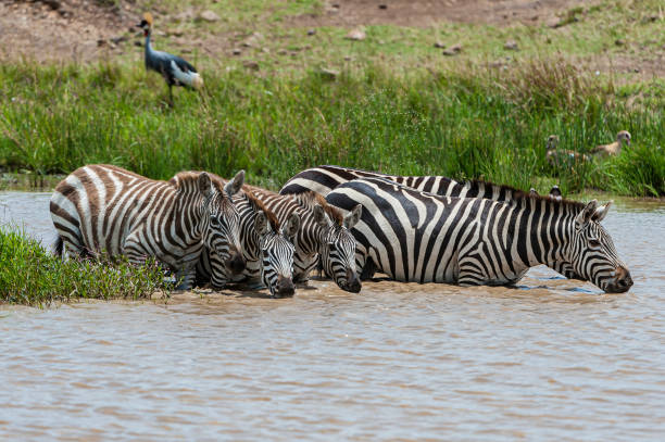 Grant's zebra (Equus quagga boehmi) is the smallest of the seven subspecies of the plains zebra. This subspecies represents the zebra form of the Serengeti-Mara ecosystem. Masai Mara National Reserve, Kenya. Drinking from a small pool. la cebra de grant (equus quagga boehmi) es la más pequeña de las siete subespecies de la cebra de las llanuras. esta subespecie representa la forma de cebra del ecosistema serengeti-mara. reserva nacional masai mara, kenia. beber de una pequeña piscina.