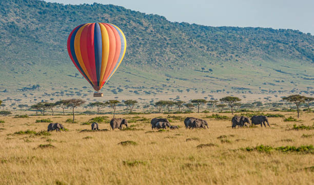 mongolfiera sopra gli elefanti africani nella riserva nazionale del masai mara, kenya. - masai mara foto e immagini stock