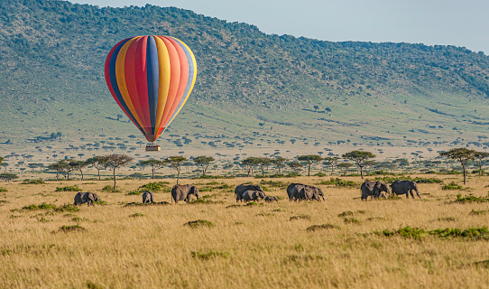 Hot air ballooning over African Elephants in the Masai Mara National Reserve, Kenya.