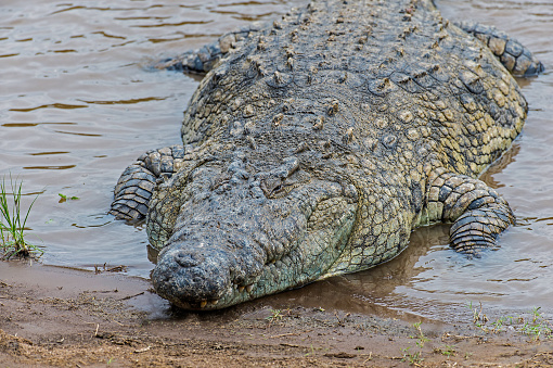 The Nile crocodile (Crocodylus niloticus) is an African crocodile and the second largest extant reptile in the world. Laying on the ground by the Mara River in Masai Mara National Reserve, Kenya