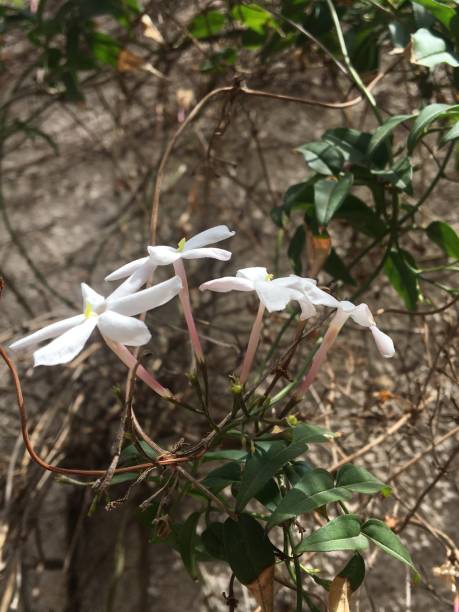istock small white flowers of a jazmine 1429482307