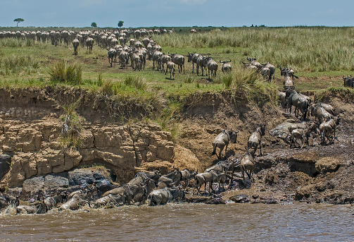 The blue wildebeest also called the common wildebeest (Connochaetes taurinus), or the white-bearded wildebeest, is a large antelope. Crossing the Mara River in the Masai Mara National Reserve, Kenya.