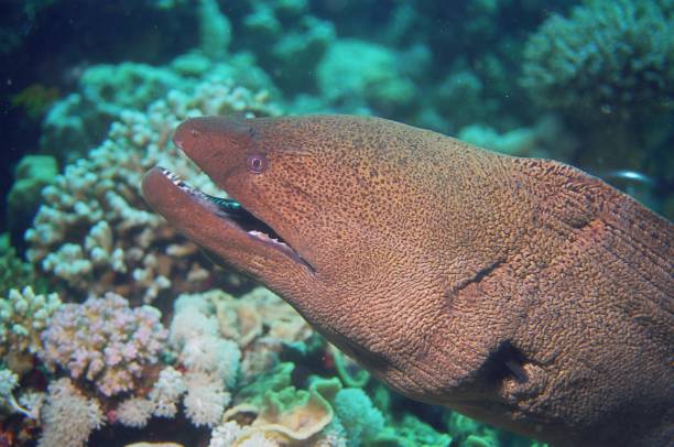 istock Giant Moray Eel 
