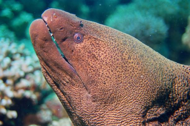 istock Giant Moray Eel 