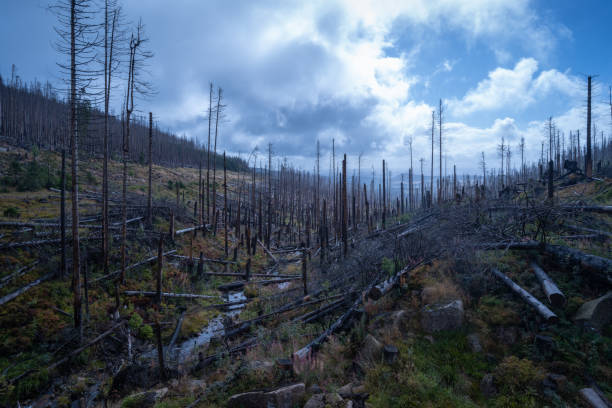 deperimento della foresta nelle montagne dell'harz - acid rain foto e immagini stock